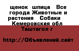 щенок  шпица - Все города Животные и растения » Собаки   . Кемеровская обл.,Таштагол г.